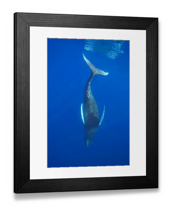 Framed Print : Humpback whale (Megaptera novaeangliae) diving into the depths, Hawaii, Pacific Ocean Framed Print : Humpback whale (Megaptera novaeangliae) diving into the depths, Hawaii, Pacific Ocean