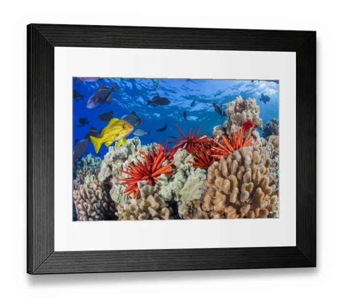 Framed Print : Slate pencil sea urchin (Heterocentrotus mammillatus) on a reef with Black triggerfish (Melichthys niger) and a Bluestripe snapper (Lutjanus kasmira) swimming above, Maui, Hawaii, Pacific Ocean Framed Print : Slate pencil sea urchin (Heterocentrotus mammillatus) on a reef with Black triggerfish (Melichthys niger) and a Bluestripe snapper (Lutjanus kasmira) swimming above, Maui, Hawaii, Pacific Ocean