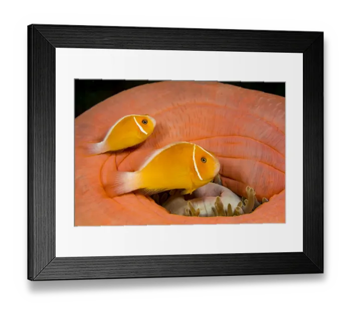 Framed Print : Two Common anemonefish (Amphiprion perideraion) with their host anemone (Heteractis magnifica), Yap, Micronesia, Pacific Ocean Framed Print : Two Common anemonefish (Amphiprion perideraion) with their host anemone (Heteractis magnifica), Yap, Micronesia, Pacific Ocean