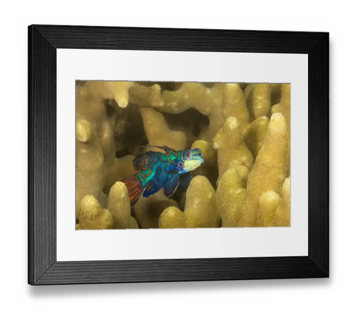 Framed Print : Mandarinfish (Synchiropus splendidus) leaving the protection of finger coral to look for a mate at dusk, Yap, Micronesia, Pacific Ocean Framed Print : Mandarinfish (Synchiropus splendidus) leaving the protection of finger coral to look for a mate at dusk, Yap, Micronesia, Pacific Ocean