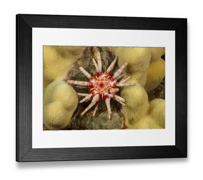 Framed Print : Ten-lined urchin (Eucidaris metularia) nestled on a reef, close up, Hawaii, Pacific Ocean Framed Print : Ten-lined urchin (Eucidaris metularia) nestled on a reef, close up, Hawaii, Pacific Ocean