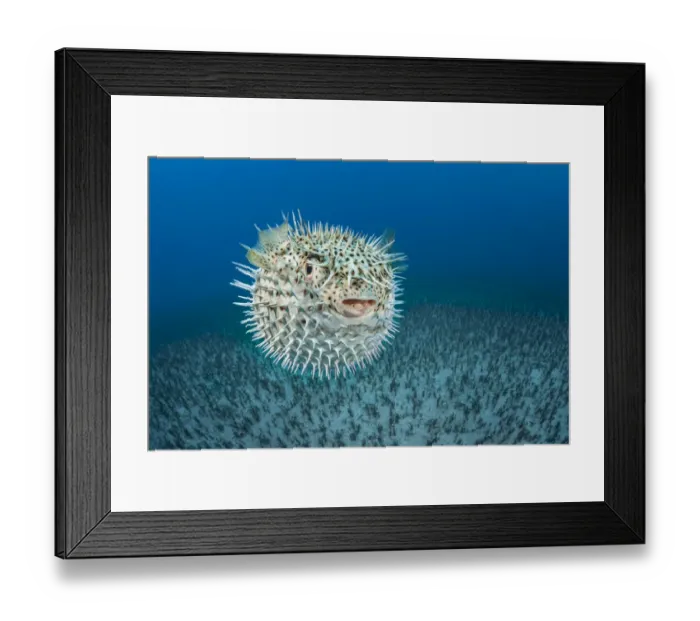 Framed Print : Spotted porcupinefish (Diodon hystrix), inflated with seawater, a defensive behaviour, Hawaii, Pacific Ocean Framed Print : Spotted porcupinefish (Diodon hystrix), inflated with seawater, a defensive behaviour, Hawaii, Pacific Ocean