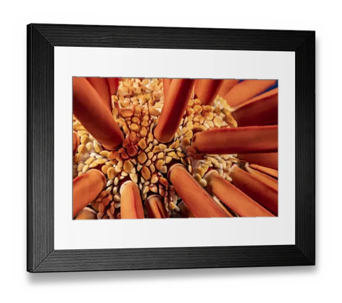 Framed Print : Close up look between the spines of a Slate pencil sea urchin (Heterocentrotus mammillatus), Hawaii, Pacific Ocean