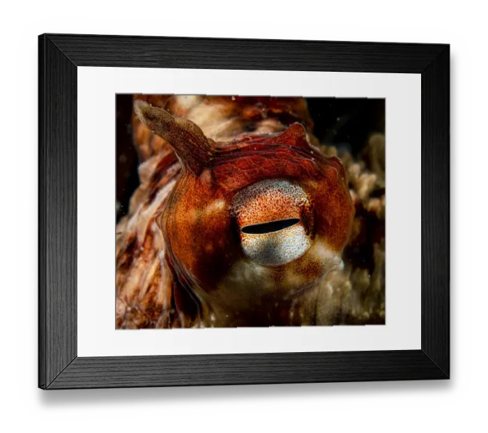 Framed Print : Giant Pacific octopus (Enteroctopus dofleini) eye detail, Vancouver Island, British Columbia, Canada, Pacific Ocean Framed Print : Giant Pacific octopus (Enteroctopus dofleini) eye detail, Vancouver Island, British Columbia, Canada, Pacific Ocean
