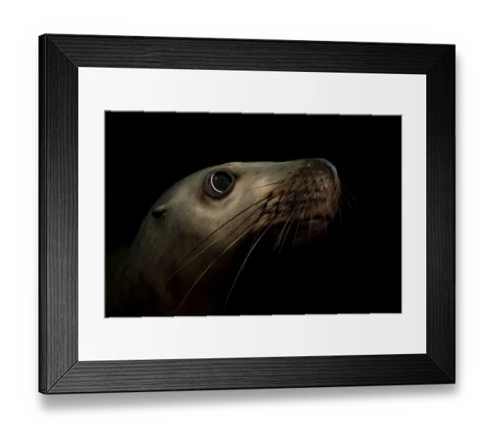 Framed Print : Steller sealion (Eumetopias jubata) underwater portrait, Vancouver Island, Canada, Pacific Ocean Framed Print : Steller sealion (Eumetopias jubata) underwater portrait, Vancouver Island, Canada, Pacific Ocean