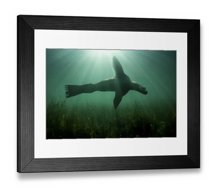 Framed Print : Steller sealion (Eumetopias jubatus) swimming over seabed, Vancouver Island, British Columbia, Canada, Pacific Ocean Framed Print : Steller sealion (Eumetopias jubatus) swimming over seabed, Vancouver Island, British Columbia, Canada, Pacific Ocean