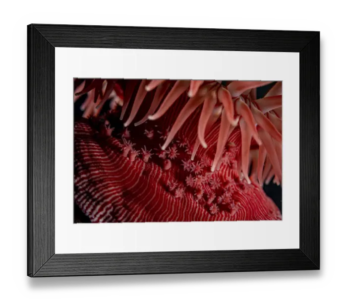 Framed Print : Lisbeths brooding anemone (Epiactis lisbethae), young clinging on to their mother, Vancouver Island, British Columbia, Canada, Pacific Ocean Framed Print : Lisbeths brooding anemone (Epiactis lisbethae), young clinging on to their mother, Vancouver Island, British Columbia, Canada, Pacific Ocean
