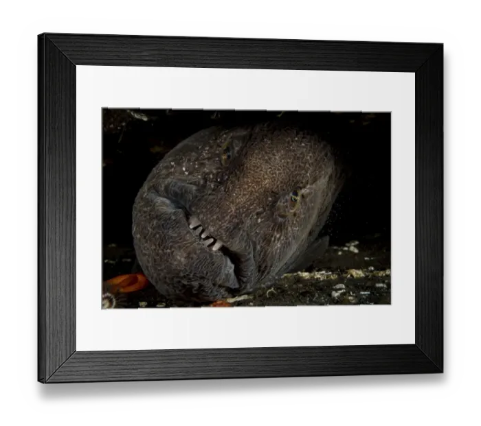 Framed Print : Wolf eel (Anarrhichthys ocellatus), portrait, Vancouver Island, British Columbia, Canada, Pacific Ocean Framed Print : Wolf eel (Anarrhichthys ocellatus), portrait, Vancouver Island, British Columbia, Canada, Pacific Ocean