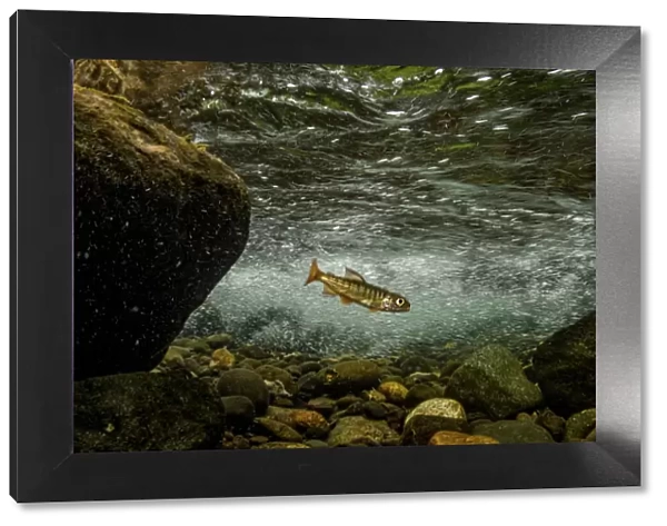 Juvenile Coho salmon (Oncorhynchus kisutch) resting in an eddy of the fast-moving Campbell River, Vancouver Island, British Columbia, Canada