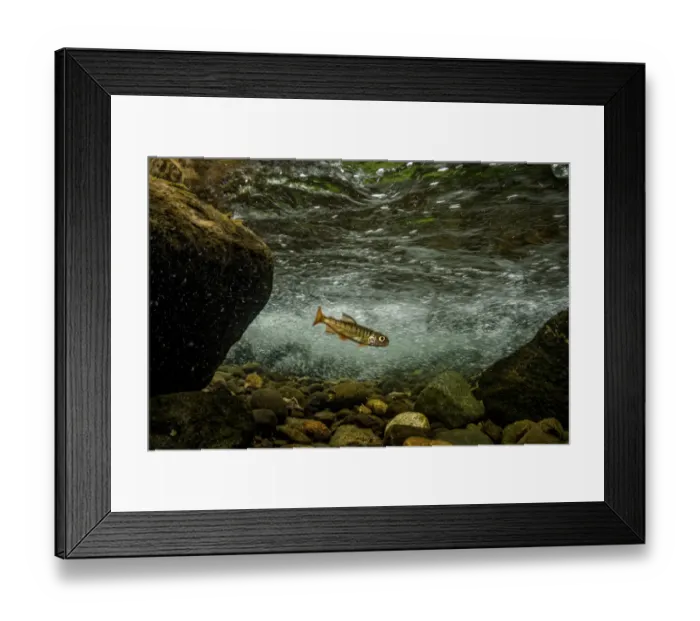 Framed Print : Juvenile Coho salmon (Oncorhynchus kisutch) resting in an eddy of the fast-moving Campbell River, Vancouver Island, British Columbia, Canada Framed Print : Juvenile Coho salmon (Oncorhynchus kisutch) resting in an eddy of the fast-moving Campbell River, Vancouver Island, British Columbia, Canada