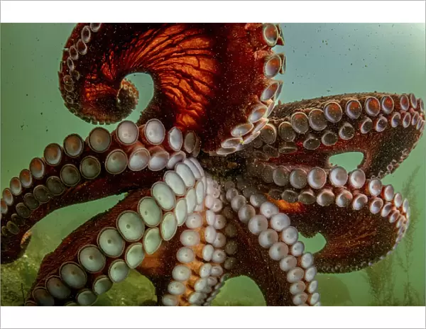 Giant pacific octopus (Enteroctopus dofleini) swimming freely after release from captivity, Vancouver Island, British Columbia, Canada, Pacific Ocean
