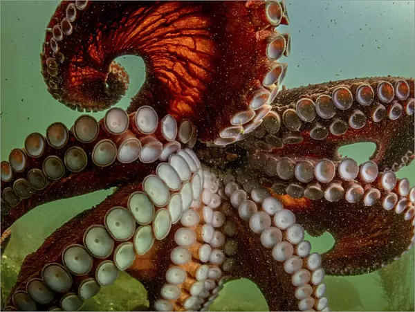 Giant pacific octopus (Enteroctopus dofleini) swimming freely after release from captivity, Vancouver Island, British Columbia, Canada, Pacific Ocean