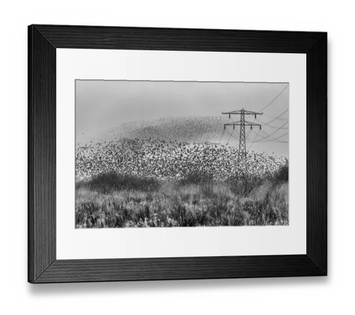 Framed Print : Common starling (Sturnus vulgaris) murmuration in between high voltage powerlines and electricity pylons, The Netherlands, Europe. February Framed Print : Common starling (Sturnus vulgaris) murmuration in between high voltage powerlines and electricity pylons, The Netherlands, Europe. February