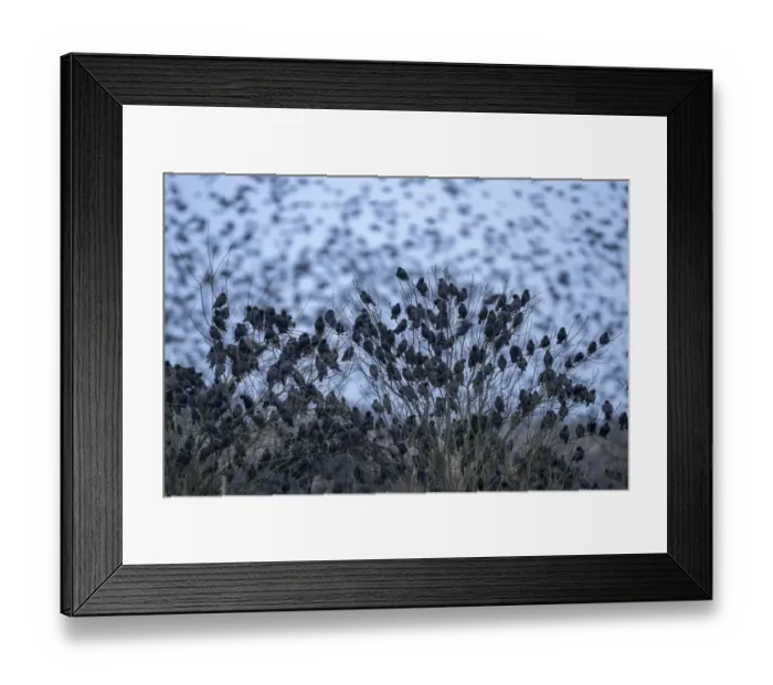 Framed Print : Common starling (Sturnus vulgaris) flock gathering in their thousands at their roosting place, De Houtwiel Nature Reserve, The Netherlands, Europe. February Framed Print : Common starling (Sturnus vulgaris) flock gathering in their thousands at their roosting place, De Houtwiel Nature Reserve, The Netherlands, Europe. February