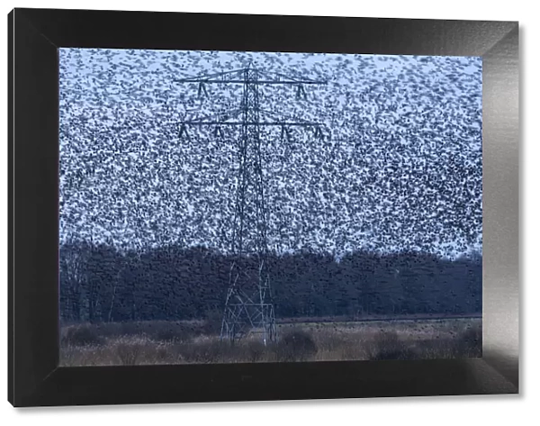 Common starling (Sturnus vulgaris) murmuration in between high voltage powerlines and electricity pylons, The Netherlands, Europe. February