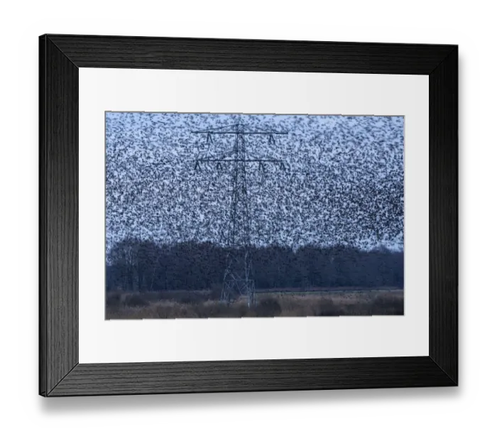 Framed Print : Common starling (Sturnus vulgaris) murmuration in between high voltage powerlines and electricity pylons, The Netherlands, Europe. February Framed Print : Common starling (Sturnus vulgaris) murmuration in between high voltage powerlines and electricity pylons, The Netherlands, Europe. February
