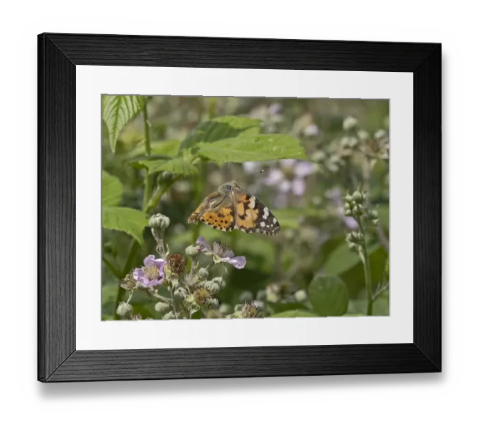 Framed Print : Painted lady butterfly (Vanessa cardui) taking flight, Norfolk, England, UK. June Framed Print : Painted lady butterfly (Vanessa cardui) taking flight, Norfolk, England, UK. June