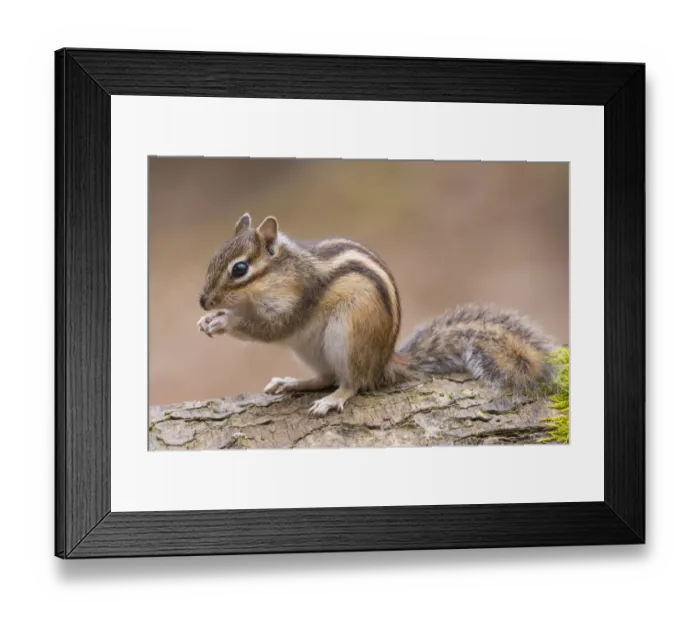 Framed Print : RF- Siberian chipmunk (Eutamias sibiricus) eating, living wild. Near Tilburg, the Netherlands. March. (This image may be licensed either as rights managed or royalty free. ) Framed Print : RF- Siberian chipmunk (Eutamias sibiricus) eating, living wild. Near Tilburg, the Netherlands. March. (This image may be licensed either as rights managed or royalty free. )