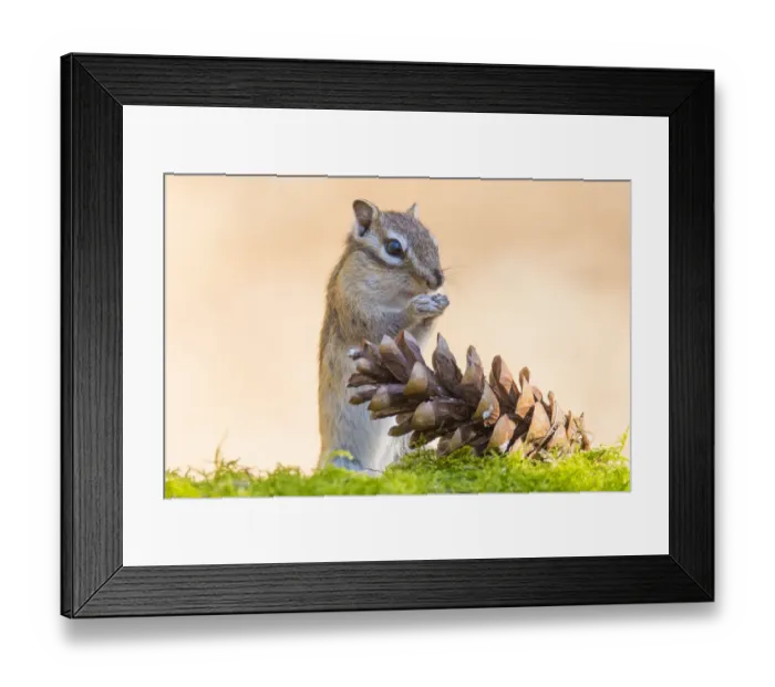 Framed Print : RF - Siberian chipmunk (Eutamias sibiricus) eating pinenuts from pine cone, living wild. Near Tilburg, the Netherlands. April. (This image may be licensed either as rights managed or royalty free. ) Framed Print : RF - Siberian chipmunk (Eutamias sibiricus) eating pinenuts from pine cone, living wild. Near Tilburg, the Netherlands. April. (This image may be licensed either as rights managed or royalty free. )