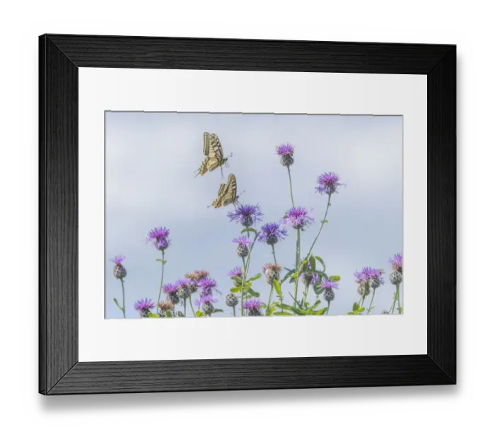 Framed Print : RF - Two Swallowtail butterflies (Papilio machaon) flying to feed on thistle (Cirsium sp. ) bush in flower. The Netherlands. July. (This image may be licensed either as rights managed or royalty free. ) Framed Print : RF - Two Swallowtail butterflies (Papilio machaon) flying to feed on thistle (Cirsium sp. ) bush in flower. The Netherlands. July. (This image may be licensed either as rights managed or royalty free. )
