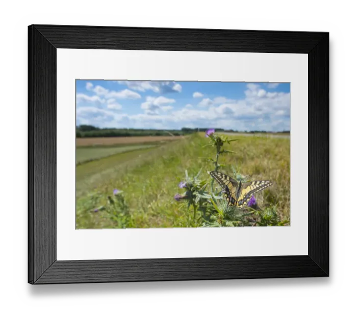 Framed Print : Swallowtail butterfly (Papilio machaon) nectaring on thistle (Cirsium sp. ) flower, with cyclists in background. The Netherlands. July Framed Print : Swallowtail butterfly (Papilio machaon) nectaring on thistle (Cirsium sp. ) flower, with cyclists in background. The Netherlands. July