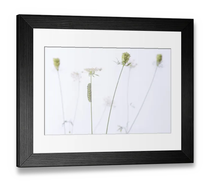 Framed Print : Swallowtail butterfly (Papilio machaon) caterpillar on Wild carrot (Daucus carota) flowers. The Netherlands. August Framed Print : Swallowtail butterfly (Papilio machaon) caterpillar on Wild carrot (Daucus carota) flowers. The Netherlands. August