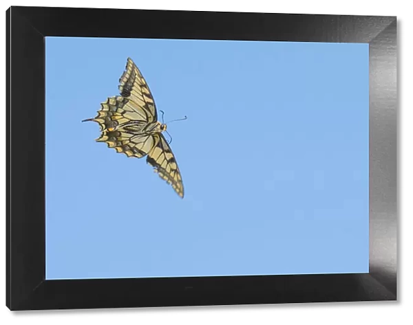 Ventral view of Swallowtail butterfly (Papilio machaon) in flight. The Netherlands. July