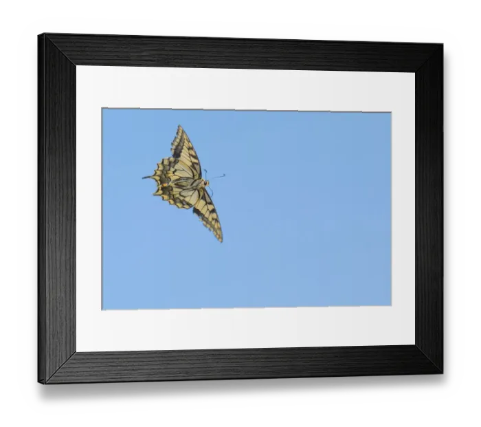 Framed Print : Ventral view of Swallowtail butterfly (Papilio machaon) in flight. The Netherlands. July Framed Print : Ventral view of Swallowtail butterfly (Papilio machaon) in flight. The Netherlands. July