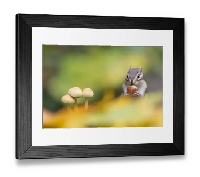 Framed Print : Siberian chipmunk (Eutamias sibiricus) holding and eating a hazelnut, living wild, with mushroom in fore ground. Near Tilburg, the Netherlands. October Framed Print : Siberian chipmunk (Eutamias sibiricus) holding and eating a hazelnut, living wild, with mushroom in fore ground. Near Tilburg, the Netherlands. October