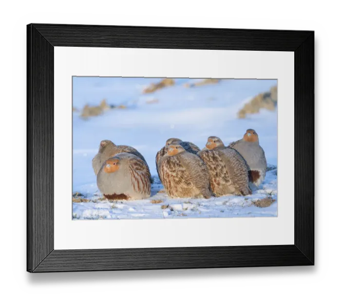 Framed Print : Group of Grey partridge (Perdix perdix) huddled for warmth in snowy field. Near Nijmegen, the Netherlands. February Framed Print : Group of Grey partridge (Perdix perdix) huddled for warmth in snowy field. Near Nijmegen, the Netherlands. February