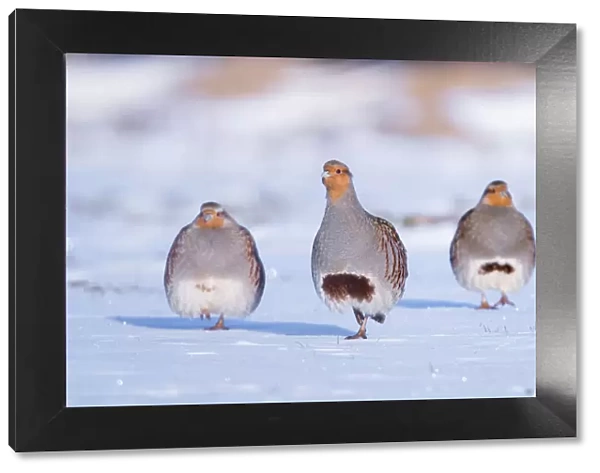 Three Grey partridge (Perdix perdix) walking in snow. Near Nijmegen, the Netherlands. February