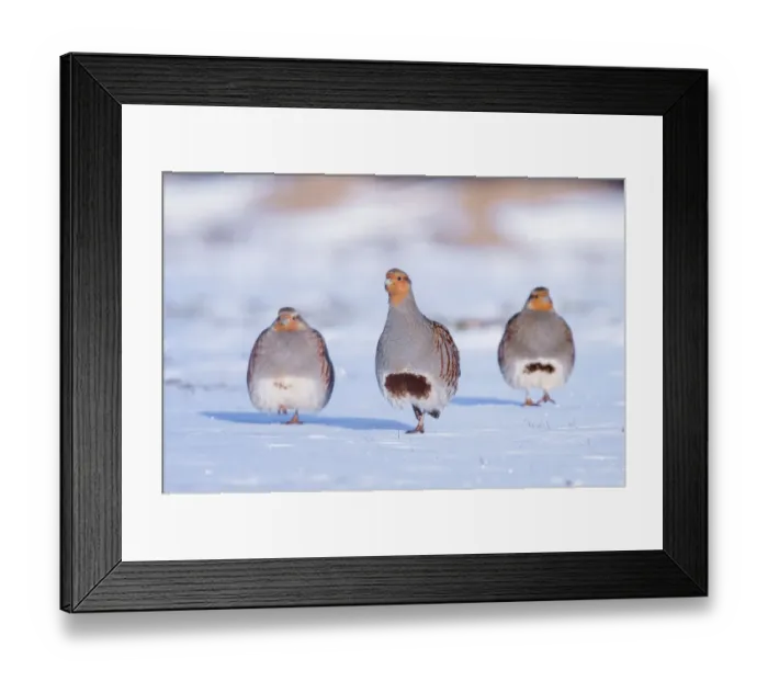 Framed Print : Three Grey partridge (Perdix perdix) walking in snow. Near Nijmegen, the Netherlands. February Framed Print : Three Grey partridge (Perdix perdix) walking in snow. Near Nijmegen, the Netherlands. February
