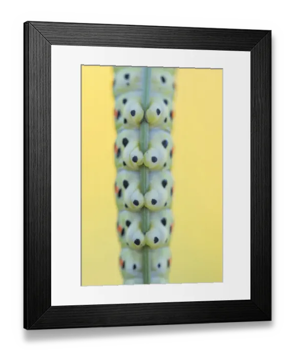Framed Print : Close up of section of Swallowtail butterfly (Papilio machaon) caterpillar feet gripping stem of Wild carrot (Daucus carota). The Netherlands. August Framed Print : Close up of section of Swallowtail butterfly (Papilio machaon) caterpillar feet gripping stem of Wild carrot (Daucus carota). The Netherlands. August
