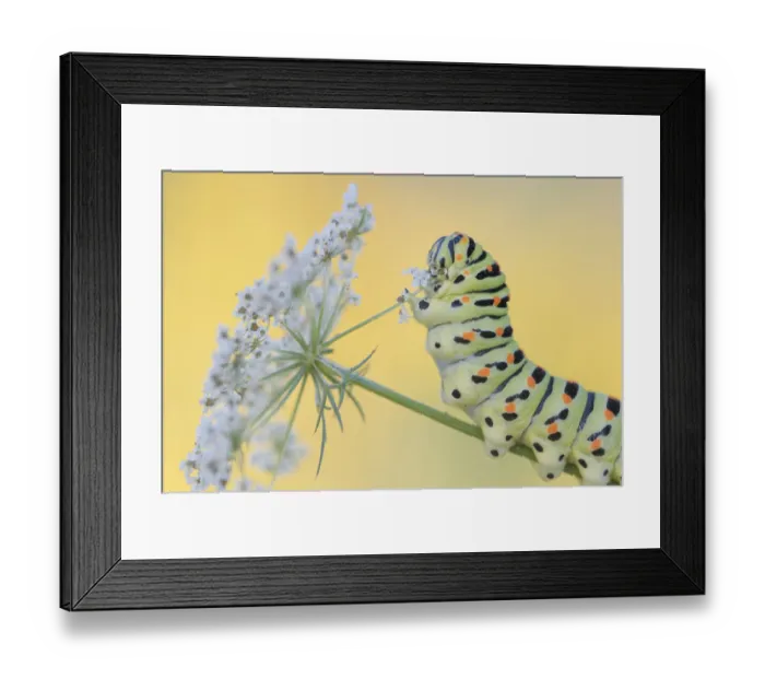 Framed Print : Swallowtail butterfly (Papilio machaon) caterpillar feeding on Wild carrot (Daucus carota) flowers. The Netherlands. August Framed Print : Swallowtail butterfly (Papilio machaon) caterpillar feeding on Wild carrot (Daucus carota) flowers. The Netherlands. August