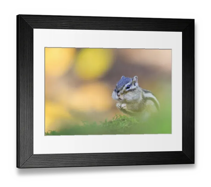 Framed Print : Siberian chipmunk (Eutamias sibiricus) eating, cheeks full of food, living wild. Near Tilburg, the Netherlands. November Framed Print : Siberian chipmunk (Eutamias sibiricus) eating, cheeks full of food, living wild. Near Tilburg, the Netherlands. November