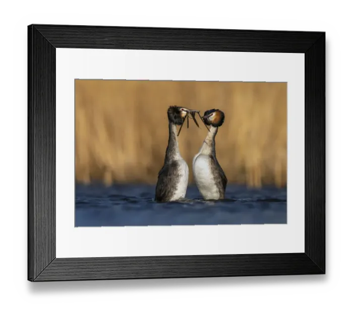 Framed Print : Pair of Great crested grebes (Podiceps cristatus) performing the weed dance during courtship, The Netherlands, Europe. March Framed Print : Pair of Great crested grebes (Podiceps cristatus) performing the weed dance during courtship, The Netherlands, Europe. March