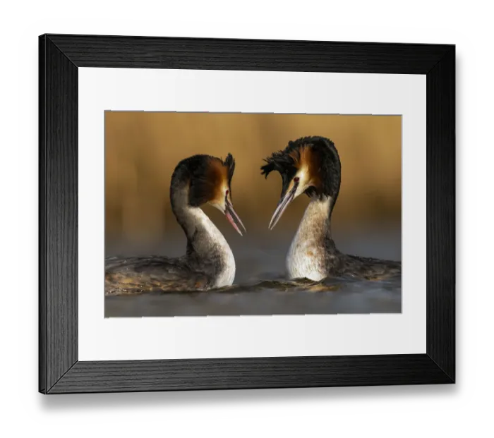Framed Print : Pair of Great crested grebes (Podiceps cristatus) courtship dance display, The Netherlands, Europe. March Framed Print : Pair of Great crested grebes (Podiceps cristatus) courtship dance display, The Netherlands, Europe. March