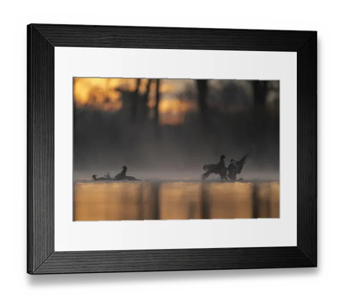 Framed Print : Coots (Fulica Atra) fighting in early morning light. Valkenhorst Nature Reserve, The Netherlands, Europe. April Framed Print : Coots (Fulica Atra) fighting in early morning light. Valkenhorst Nature Reserve, The Netherlands, Europe. April