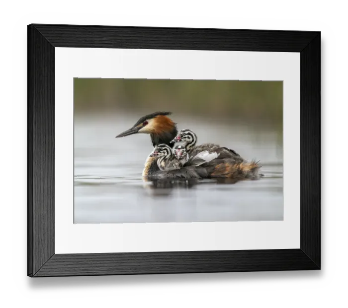 Framed Print : Great crested grebe (Podiceps cristatus) carrying chicks on its back in early morning light, Valkenhorst Nature Reserve, The Netherlands, Europe. May Framed Print : Great crested grebe (Podiceps cristatus) carrying chicks on its back in early morning light, Valkenhorst Nature Reserve, The Netherlands, Europe. May