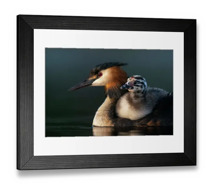 Framed Print : Great crested grebe (Podiceps cristatus) carrying a chick on its back in early morning light, Valkenhorst Nature Reserve, The Netherlands, Europe. May Framed Print : Great crested grebe (Podiceps cristatus) carrying a chick on its back in early morning light, Valkenhorst Nature Reserve, The Netherlands, Europe. May
