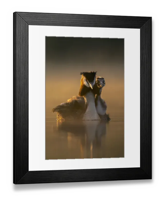 Framed Print : Great crested grebe (Podiceps cristatus) carrying chick on its back in early morning light, Valkenhorst Nature Reserve, The Netherlands, Europe. May Framed Print : Great crested grebe (Podiceps cristatus) carrying chick on its back in early morning light, Valkenhorst Nature Reserve, The Netherlands, Europe. May