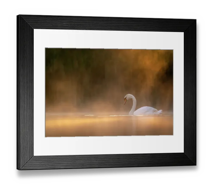 Framed Print : Mute swan (Cygnus olor) in early morning light, Valkenhorst Nature Reserve, The Netherlands, Europe. May Framed Print : Mute swan (Cygnus olor) in early morning light, Valkenhorst Nature Reserve, The Netherlands, Europe. May