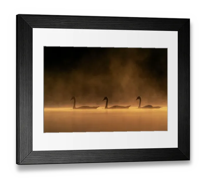 Framed Print : Juvenile Mute swan (Cygnus olor) in early morning light, Valkenhorst Nature Reserve, The Netherlands, Europe. August Framed Print : Juvenile Mute swan (Cygnus olor) in early morning light, Valkenhorst Nature Reserve, The Netherlands, Europe. August