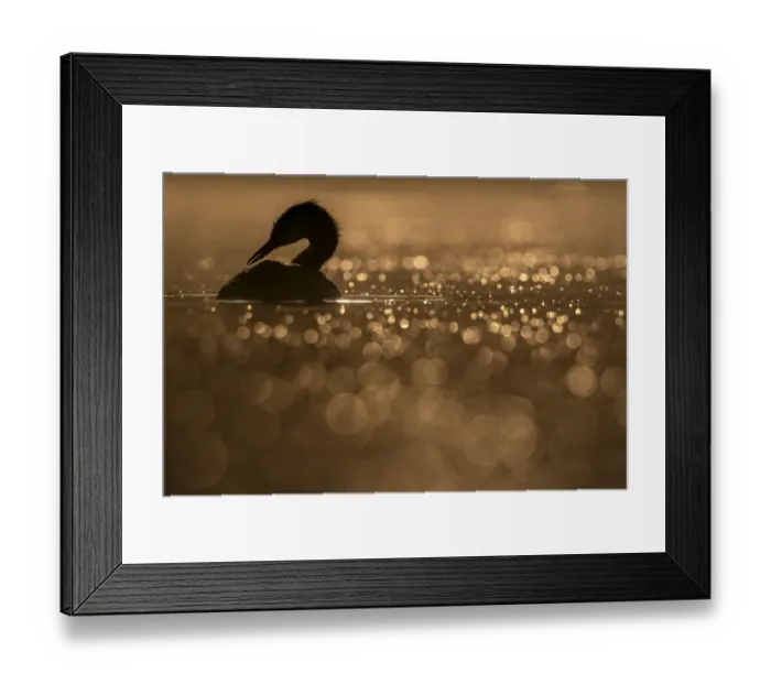 Framed Print : Great crested grebe (Podiceps cristatus) in early morning light forming a bokeh effect on the water, Valkenhorst Nature Reserve, The Netherlands, Europe. August Framed Print : Great crested grebe (Podiceps cristatus) in early morning light forming a bokeh effect on the water, Valkenhorst Nature Reserve, The Netherlands, Europe. August