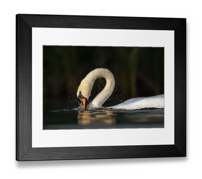 Framed Print : Mute swan (Cygnus olor) bathing, Valkenhorst Nature Reserve, The Netherlands, Europe. August Framed Print : Mute swan (Cygnus olor) bathing, Valkenhorst Nature Reserve, The Netherlands, Europe. August