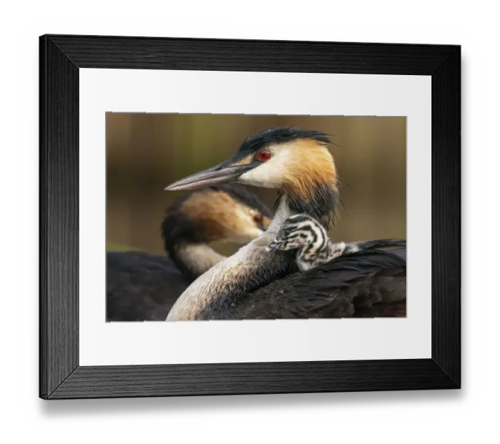 Framed Print : Great crested grebe (Podiceps cristatus) with chick nestled on its back, Valkenhorst Nature Reserve, The Netherlands, Europe. August Framed Print : Great crested grebe (Podiceps cristatus) with chick nestled on its back, Valkenhorst Nature Reserve, The Netherlands, Europe. August