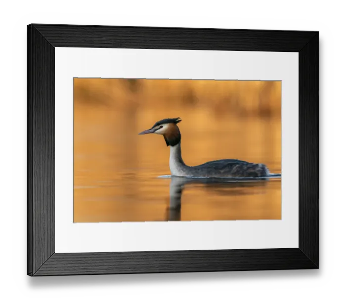 Framed Print : Great crested grebe (Podiceps cristatus) in late afternoon light, The Netherlands, Europe. March Framed Print : Great crested grebe (Podiceps cristatus) in late afternoon light, The Netherlands, Europe. March