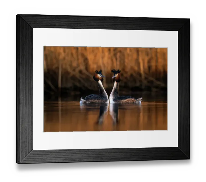 Framed Print : Pair of Great crested grebes (Podiceps cristatus) mimicking each others movements during courtship dance, The Netherlands, Europe. March Framed Print : Pair of Great crested grebes (Podiceps cristatus) mimicking each others movements during courtship dance, The Netherlands, Europe. March