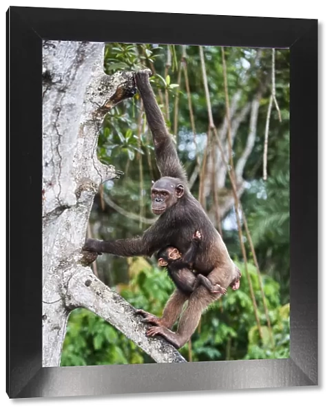 Female Chimpanzee (Pan troglodytes troglodytes) climbing in trees carrying her infant, Conkouati-Douli National Park, Republic of Congo, Africa