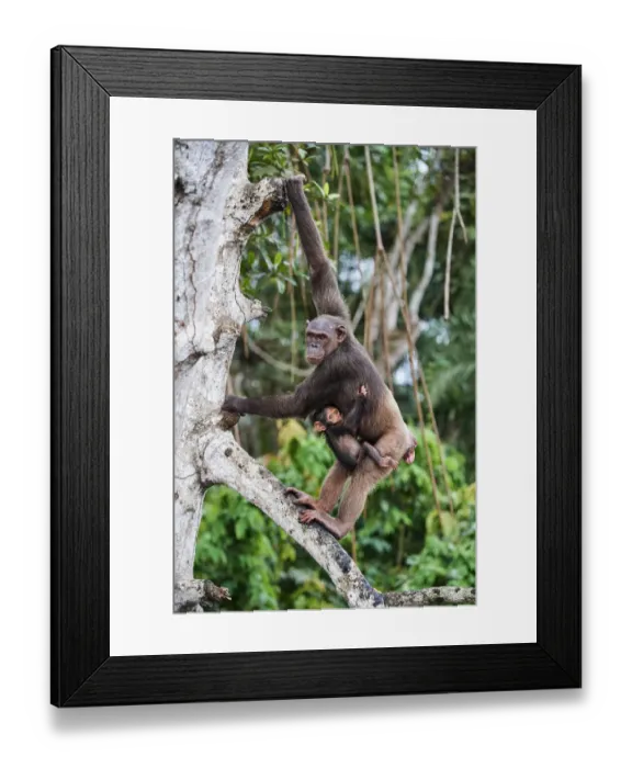 Framed Print : Female Chimpanzee (Pan troglodytes troglodytes) climbing in trees carrying her infant, Conkouati-Douli National Park, Republic of Congo, Africa Framed Print : Female Chimpanzee (Pan troglodytes troglodytes) climbing in trees carrying her infant, Conkouati-Douli National Park, Republic of Congo, Africa